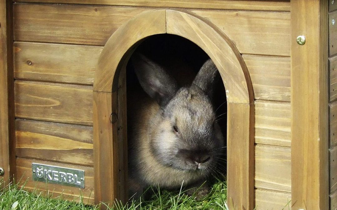 Cabane en bois duplex pour Lapin | Emily Bourlot