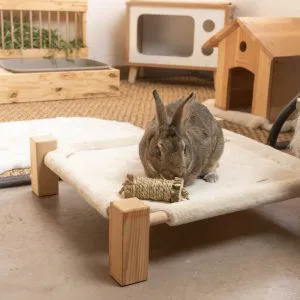 Lapin brun en intérieur en train de jouer sur une planche en bois d'une cabane