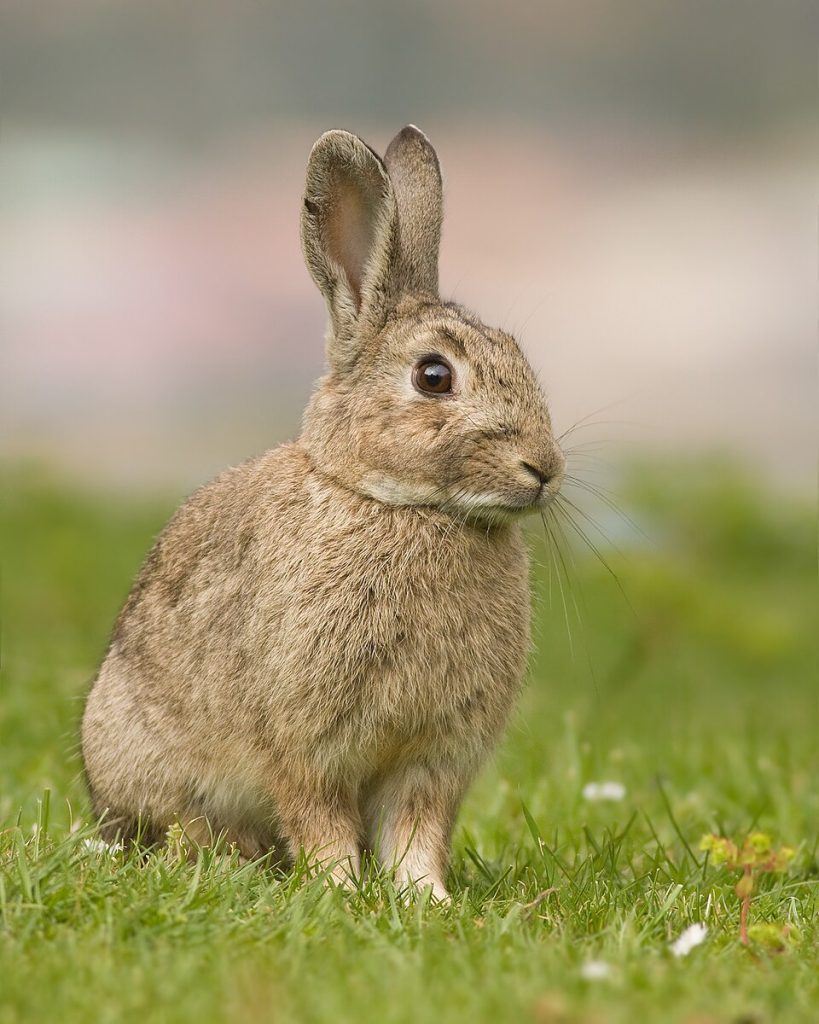 Un lapin brun se tenant debout dans l'herbe.